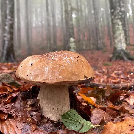 度假居 La Casa Nel Bosco Pontolo